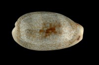 藏品(愛龍寶螺)的圖片